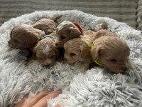 Ruhsatlı Köpek Çiftliğinden Maltipoo Yavrularımız
