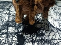 Dark brown toy poodle yavrular