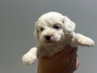 Dişi erkek miniklerim maltese terrier