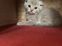 45 günlük yeni yuvaya hazır scottish fold
