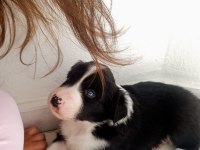 Border collie erkek
