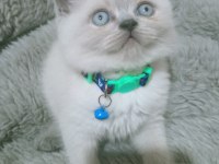 Mavi Gözlü Blue Point British Shorthair Yavrular