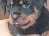 Irk garantili koca kafa rottweiler yavruları