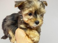 Egzotik Yorkshire Terrier Merle Desen