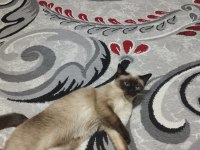 Siyam kedisi dişi