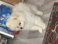 Uslu zeki pomeranian boo dünyalar tatlısı yavrumuz