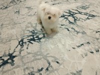 Kore kan maltese bebek harika