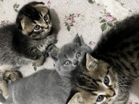 Scottish fold ve british shorthair yavrular