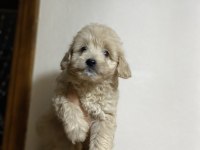A kalite kıvırcık maltipoo bebekler