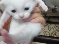 Saf cins beyaz renk scottish fold