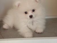 2 Mayıs Doğumlu Pomeranian