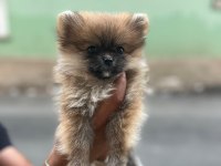 Yavru dişi pomeranian boo