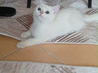 Golden point british shorthair prenses hazır