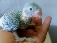 Bebek Pakistan Papağanı Mevcut