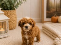 Maltipoo Yavrular Orijinal Kg Garantili
