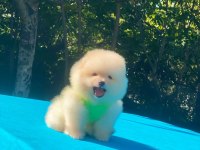Minik pomeranian köpekler