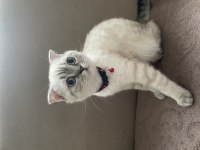 Scottish fold beyaz renk mavi gözlü 3 aylık
