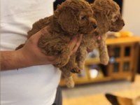 Güzel poodle kızımız