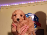 Maltipoo yavrular