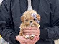 Show Duzeydekı Toy Poodle Bebeklerım