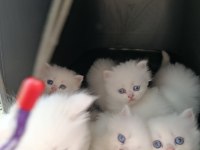 British longhair bebeklerimiz yeni yuvalarını arıyor