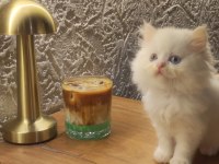 Irk Ve Sağlık Garantili British Longhair Yavrularımız