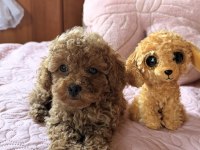 Toy Poodle Bebeklerimiz