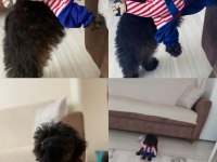 Maltipoo evcil oyuncu köpeğimiz