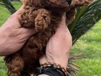 Toy poodle yavrularımız