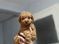 Olağanüstü güzellikte poodle köpekler