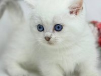 British Shorthair Beyaz Yavru Kedimiz Safkan