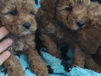 TOY POODLE KALİTESİNDE MALTİPOO YAVRULARI 
