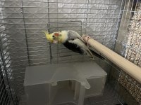 1.5 yaşında bilezikli pied erkek sultan papağanı