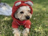 Köpeğimize kalıcı yuva arıyoruz