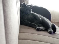 1.5 Yaşında Dişi Kısır British Shorthair