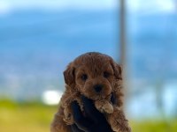 Maltipoo Dişi Erkek Bebekler