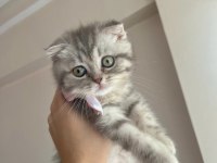British shorthair 5 aylık kedimiz