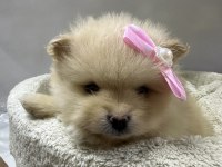 Dünyalar Tatlısı Japon Pomeranian Yavrularımız