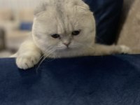 Scottish fold kedimiz acil yuvasını arıyor