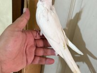 45 GÜNLÜK KUSURSUZ ALBİNO BEBEK SULTANLAR