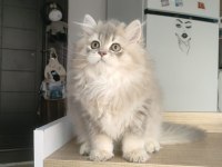 British Longhair Kedilerim