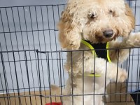 Yavru eğitimleri tam toy poodle