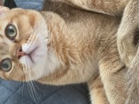 Erkek British Shorthair NY11 Kedimiz Eşlerini Arıyor