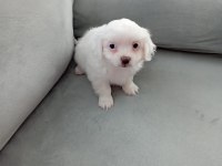 Erkek Maltese Bebeklerimiz