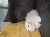 Scottish fold mavi gözlü kar beyaz yavrular