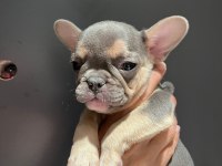 Black and tan platinum french bulldog yavrular