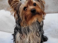 Yorki yavrular