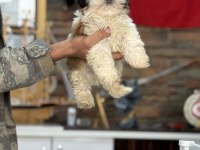 Shih tzu core bebekler