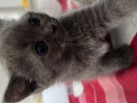 Özel ırk scottish fold