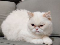 Exotic shorthair sahiplendirme